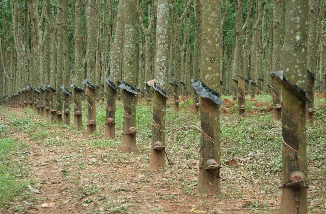 Basic knowledge of rubber